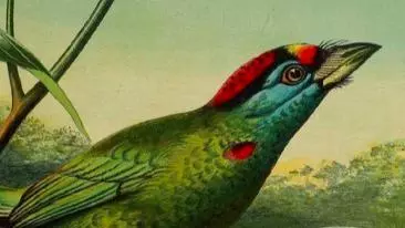 19th century illustration of a bird