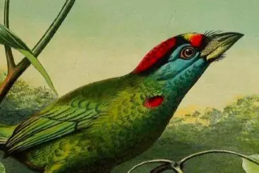 19th century illustration of a bird