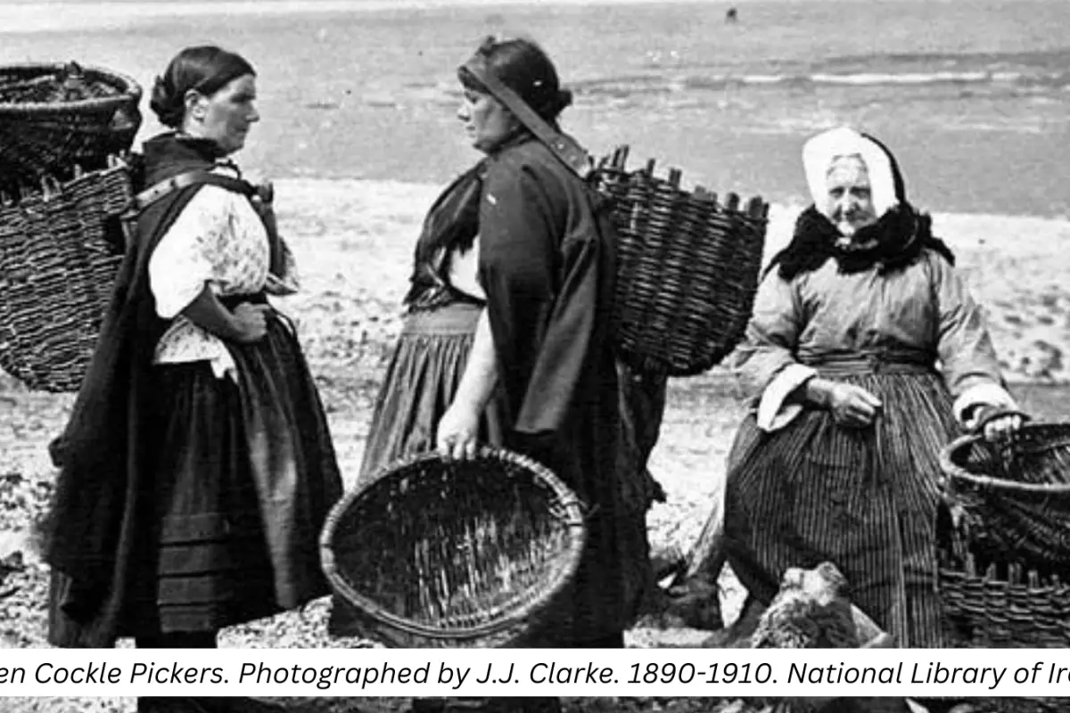 A black and white historic photograph (from 1890-1910) of 3 women carrying baskets, collecting cockles on a beach in Ireland.